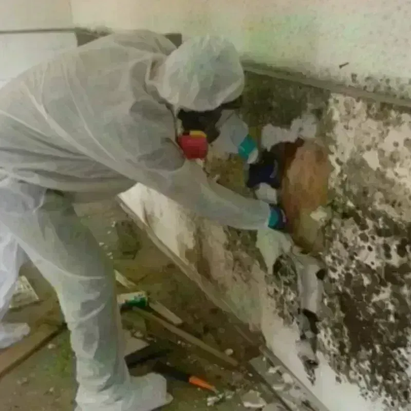 Mold Remediation and Removal in Verona, MS